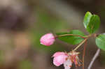 Southern crabapple